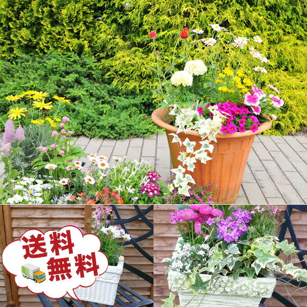 観葉植物 福袋 母の日 季節の花苗またはミニ観葉植物5株セット 送料無料で他との同一梱包可 誕生日プレゼント観葉植物 寄せ植えに観葉植物 リーフプランツ かんようしょくぶつ ギフト プレゼント 苗物