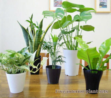 【送料無料】 大きな5号鉢も入ってこの価格！ 観葉植物おまかせ5鉢セット！ お届け地域により別途追加送料が掛かります