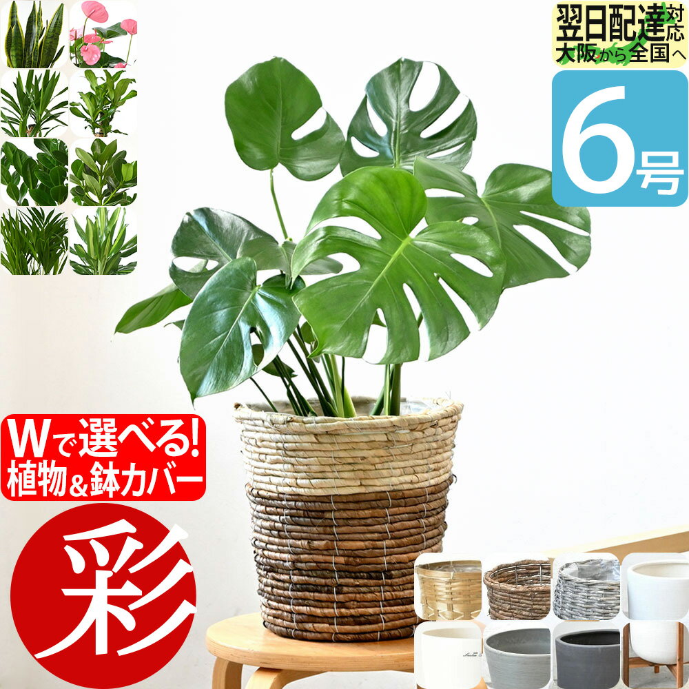 【20日までポイント2倍】観葉植物 本物 6号鉢 選べる 鉢カバー付き モンステラ サンスベリア アンスリウム ユッカ 幸福の木 クルシア ザミオクルカス アレカヤシ ドラセナ・ジェレ スタンド インテリア 開店祝い 移転祝い おしゃれ プレゼント 父の日