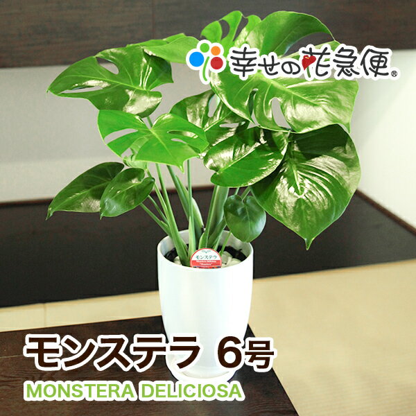☆今だけ肥料付☆観葉植物 モンステラ6号鉢 |高さ約60～75cm【人気 おすすめ 大型 法人 贈り物 開店祝い 開業祝い 新築祝い 引越し祝い インテリア シンプル モダン 高級 おしゃれな植木鉢 送料無料 オフィス 店舗 事務所 】