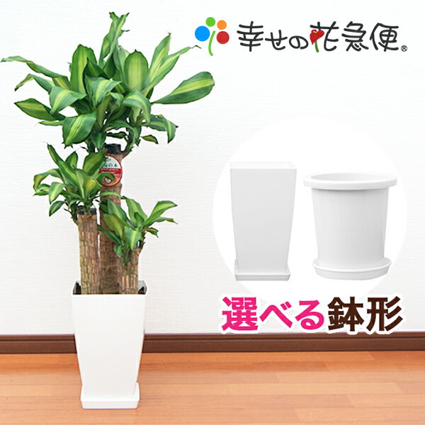 観葉植物 幸福の木 7号鉢 |高さ約80～100cmドラセナ・マッサンゲアナ【人気 おすすめ 大型 法人 贈り物 開店祝い 開業祝い 新築祝い 引越し祝い インテリア シンプル モダン 高級 おしゃれな植木鉢 送料無料 】