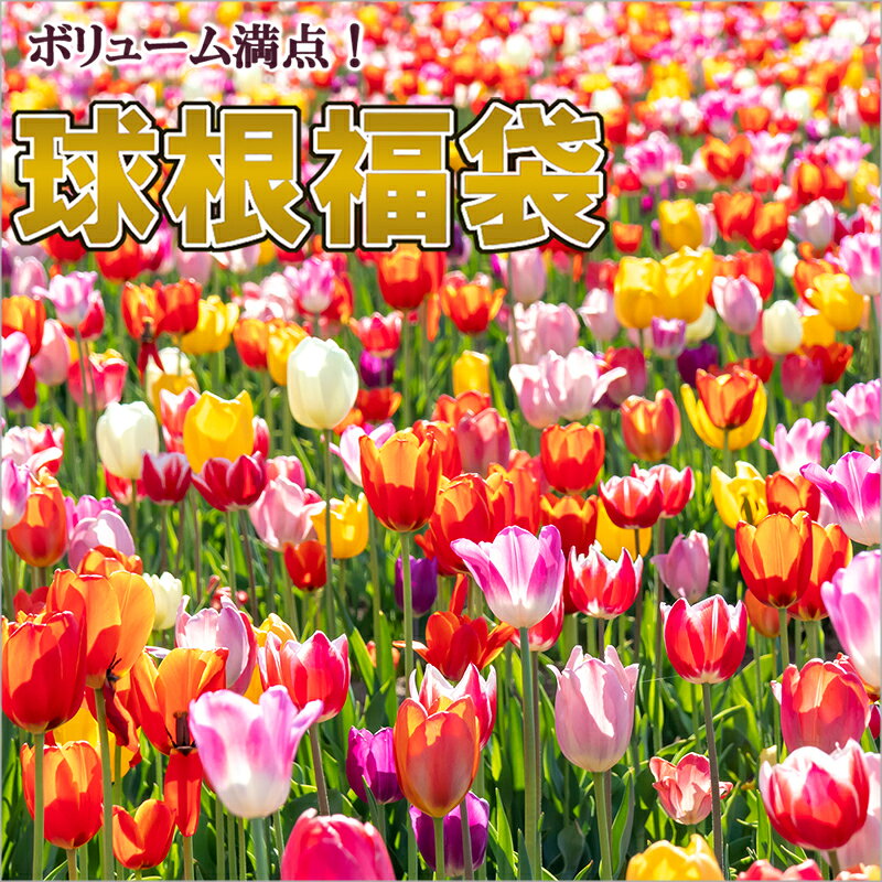 早割 チューリップ 球根 福袋 25球セット(5球入袋が5袋） 4品種以上 変わり咲き 八重咲 単色などいろいろ入ってます 3セット以上で送料無料 花好きの方へのプレゼントにもおすすめ 予約品11月上旬以降発送