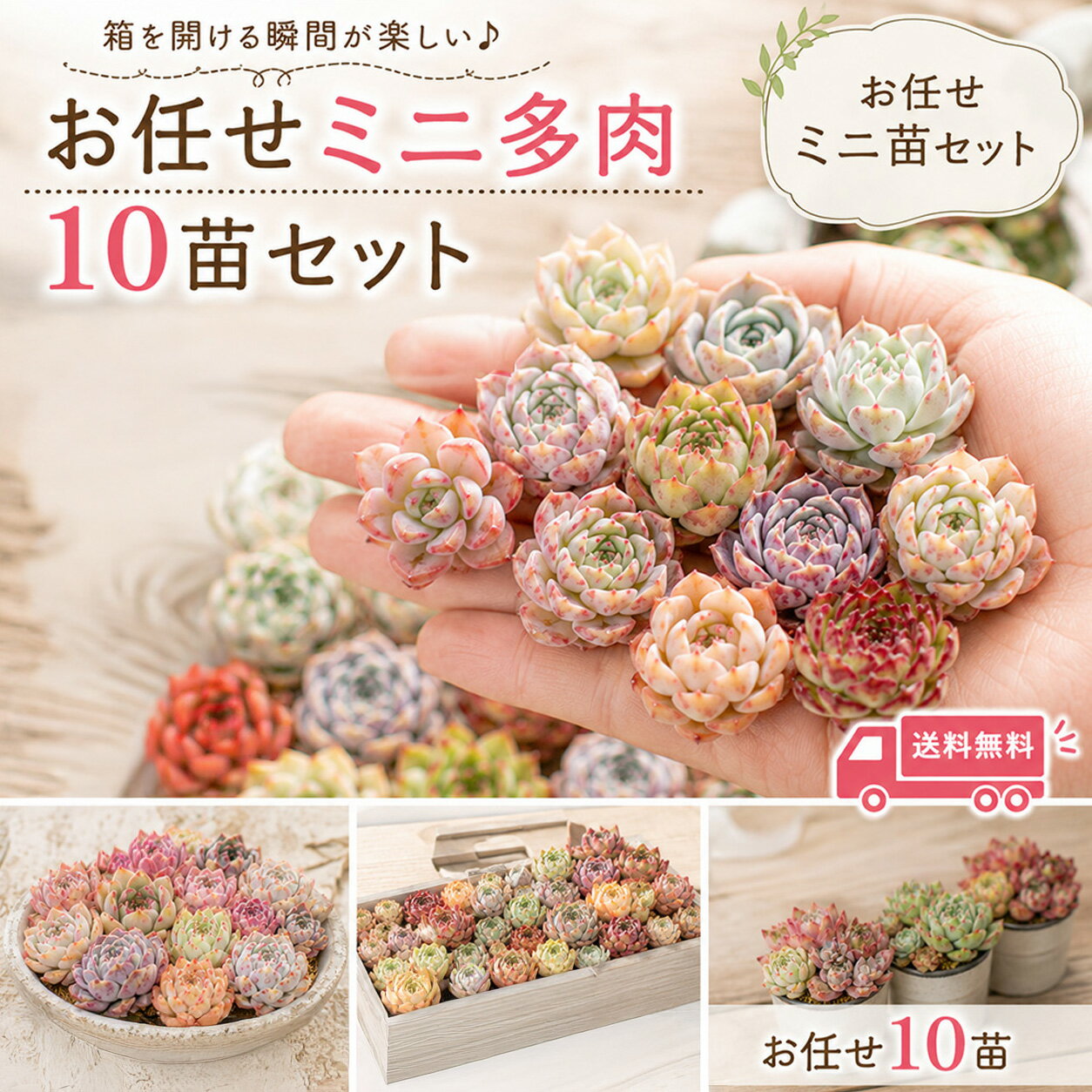 mini9【2セット購入で1セットプレゼント】【8/31までエントリーで最大100%Pバック】【寄せ植え初心者にもおすすめ】多肉植物 ミニ苗セット お任せ10苗｜韓国苗入り｜可愛いエケベリアセット