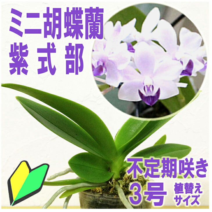 胡蝶蘭 当店一番人気の洋ランの苗　『青い胡蝶蘭 「紫式部」 【花咲く苗セット】』ミニコチョウラン マイクロ胡蝶蘭 花 セット 花鉢洋ラン栽培セット(素焼き鉢 お花の説明書 肥料 受皿 保証書) 洋蘭苗栽培キット 植え替え