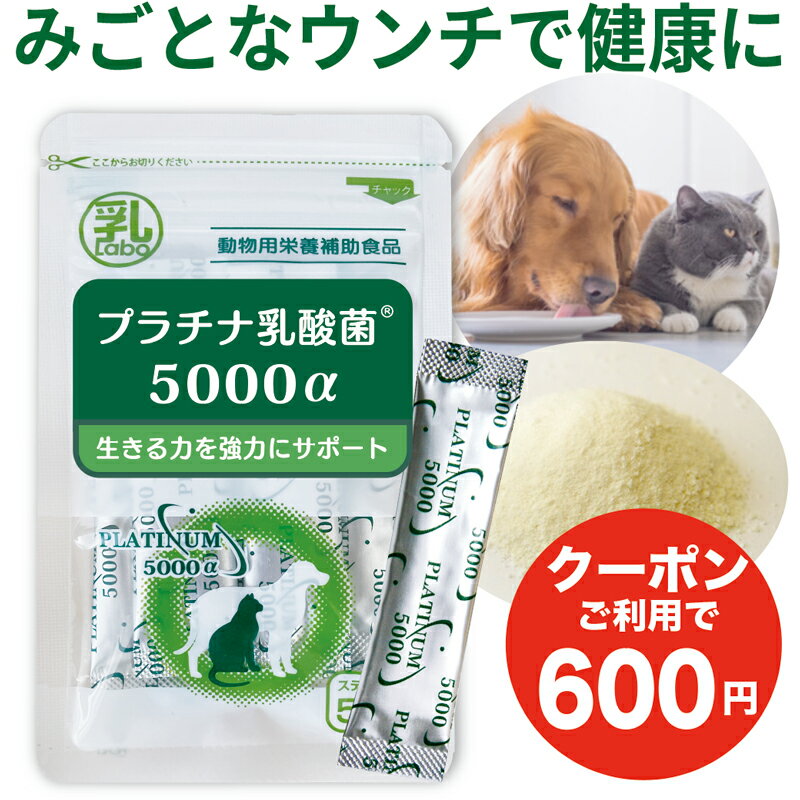 乳酸菌 サプリ 猫 犬 わんこ にゃん ペット サプリメント 毎日スッキリ 顆粒 送料無料 ナノ型乳酸菌 ビフィズス菌 オリゴ糖 日本産 おなかの健康 免疫調整 口内環境 腸活 皮毛向上 すごい乳酸菌の量 pet cat dog プラチナ乳酸菌5000α 5包入×1