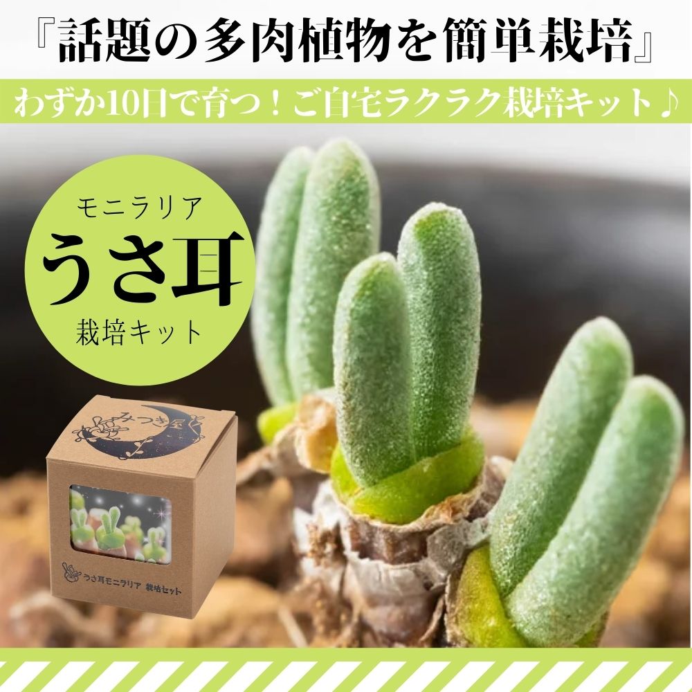 【自宅で育つ】うさ耳 モニラリア 栽培セット【送料無料】母の日　特別ラッピング プレゼント　贈り物　冬に育つ　簡単育成 うさぎ　ラビット　種　可愛い　多肉植物　観葉植物　サボテン おしゃれ かわいい 多肉 土 ガーデニング　栽培キット　趣味の園芸　 自由研究