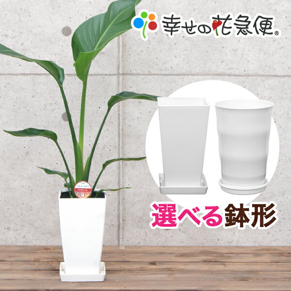 観葉植物 ストレリチア・オーガスタ6号鉢 |高さ約60～70cm【人気 おすすめ 大型 法人 贈り物 開店祝い 開業祝い 新築祝い 引越し祝い インテリア シンプル モダン 高級 おしゃれな植木鉢 送料無料 オフィス 店舗 事務所 】