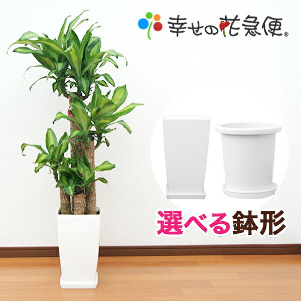 観葉植物 幸福の木 8号鉢 |高さ約110～130cmドラセナ・マッサンゲアナ【人気 おすすめ 大型 法人 贈り物 開店祝い 開業祝い 新築祝い 引越し祝い インテリア シンプル モダン 高級 おしゃれな植木鉢 送料無料 】