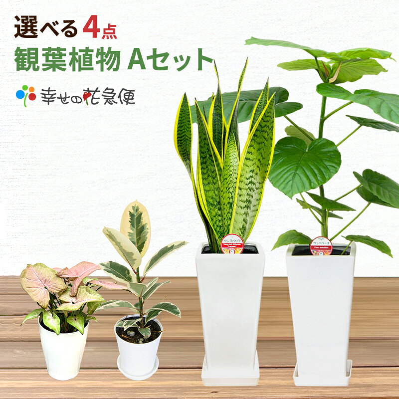 選べる観葉植物4鉢Aセット　6号2鉢+ミニ観葉2鉢【幸福の木 モンステラ サンスベリア ウンベラータ パキラ 人気 おすすめ 小型 法人 贈り物 開店祝い 開業祝い 新築祝い 引越し祝い インテリア シンプル モダン 高級 おしゃれな植木鉢 送料無料 オフィス 店舗 事務所 】