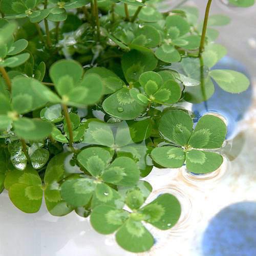 （ビオトープ）水生植物　メダカの鉢にも入れられる水生植物　ウォータークローバー　ムチカ（1ポット）　抽水〜浮葉植物