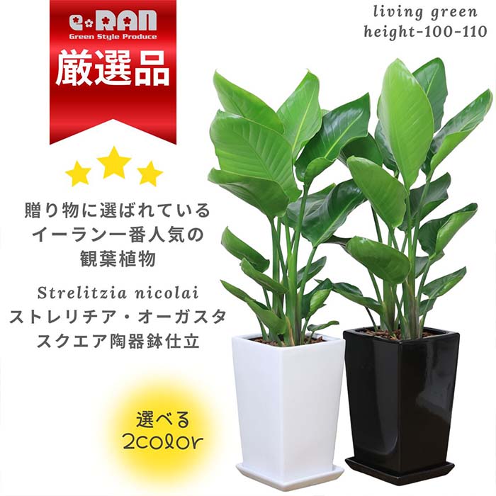 観葉植物 ストレリチア オーガスタ 高さ約100cm前後 スクエア 陶器鉢 選べる陶器鉢 白 黒 受皿付 中型【数量限定販売】当店人気 リビング 室内 引越祝い 開店祝い 移転祝い 新築祝い 開店祝い 新築祝い プレゼント ニコライ バショウ 天国の鳥 瑠璃極楽鳥花