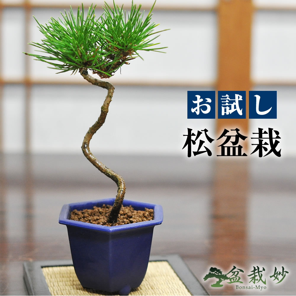 盆栽 送料無料 お試しミニ盆栽 黒松 はじめてでも安心 盆栽はじめてブックプレゼント中【和 観葉植物 職人 趣味 ホビー 松盆栽 ミニ盆栽 bonsai 盆栽 入門 初心者 おためし ボンサイ】
