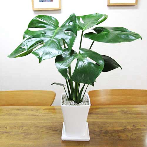 【送料無料・ギフト対応】 モンステラ 観葉植物 スタイリッシュ14cm陶器鉢植え（スクエア） 鉢受け皿つき