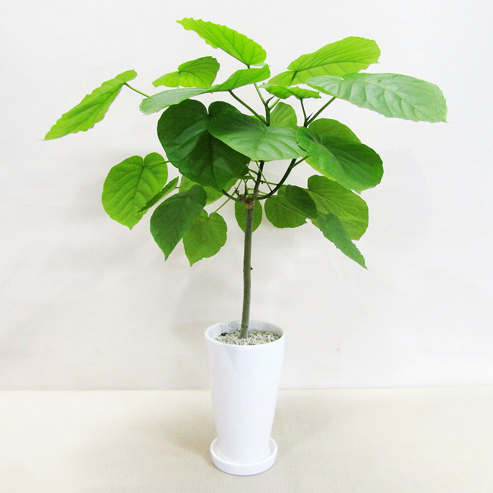 【送料無料・ギフト対応】 ウンベラータ 観葉植物 スタイリッシュ12cm陶器鉢植え（ラウンド） 鉢受け皿つき