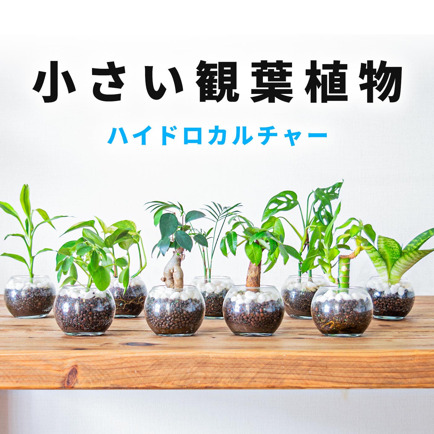 観葉植物 18種 ハイドロカルチャー ガジュマル パキラ サンスベリア モンステラ ポトス バンブー マドカズラ カポック アイビー 小さい 卓上 3号 虫がわかない 土を使わない 水耕栽培 ガラス 開店祝い 初心者 育てやすい 室内用 鉢植え