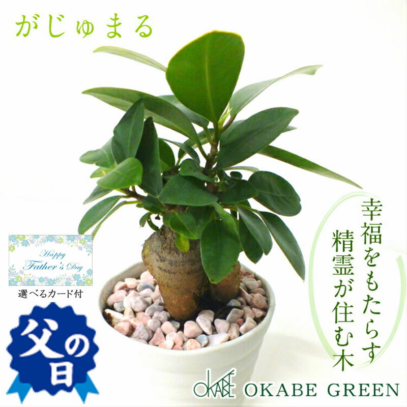 ガジュマル 観葉植物 小さい ミニ フィカス 白セラアート鉢 3号 ラッピング無料 がじゅまる ガジュマルの木 おしゃれ 誕生日 ss-154-5-145お祝 開店祝い 送料無料