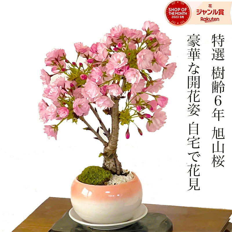 盆栽 桜 旭山桜 鉢植え 樹齢6年 桜の魅力を鉢に凝縮 ギフト 無料 太幹 八重桜 趣味盆栽 桜 ミニ 初心者 還暦 ギフト バレンタイン 父 母 プレゼント 開店祝い 初心者 室内 観葉植物