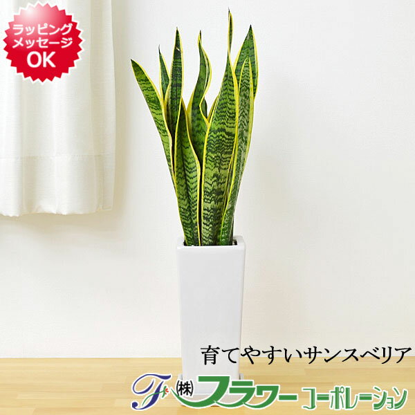 観葉植物 サンスベリア 陶器鉢植え インテリア 人気 あす楽 小さい 棚 玄関 お祝い ギフト プレゼント 開店祝い 新築祝い 誕生日祝い 結婚祝い 引っ越し祝い おしゃれ 北欧 モダン シック ナチュラル 送料無料
