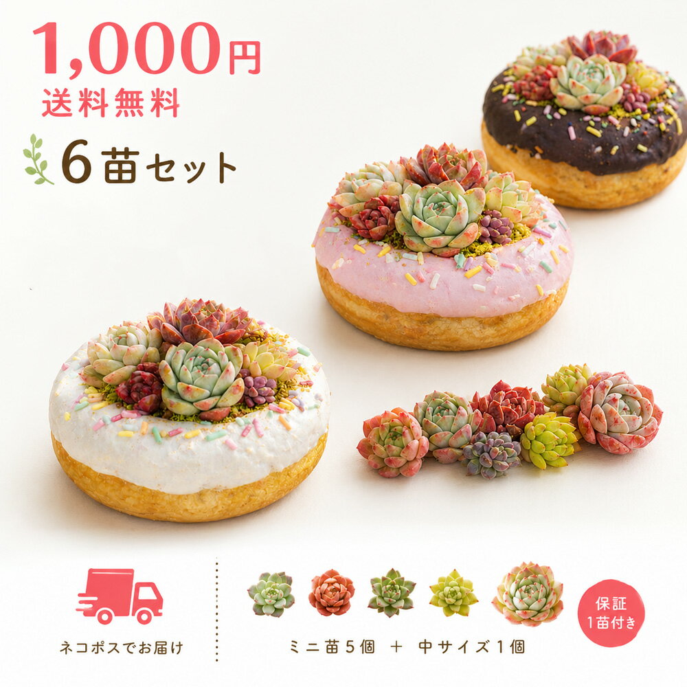 【5/31までエントリーで最大100%Pバック】寄せ植え用 多肉植物 エケベリア おまかせセット ミニ苗5＋中サイズ1 合計6苗＋保証1苗 合計7苗発送 1000円送料無料 ネコポス ポイント消化