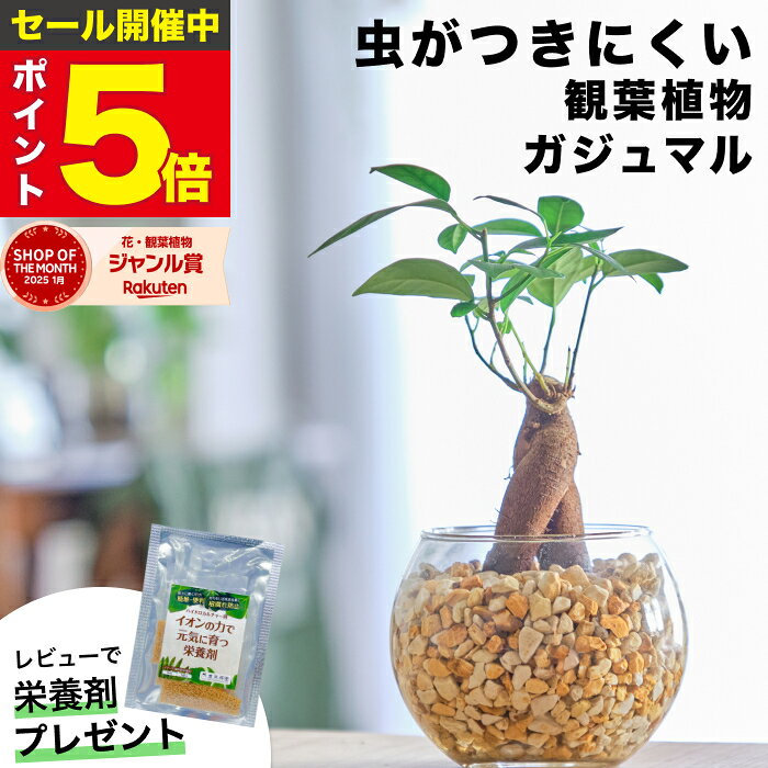 【雑誌で紹介・10000個超販売実績】ガジュマル ガジュマルの木 観葉植物 ハイドロカルチャー ミニ 沖縄 ギフト おしゃれ 土を使わない ミニ観葉植物 小さい 室内 卓上 デスク 玄関 トイレ インテリア 風水 洗面所 お祝い 開業祝い 風水に良い 縁起の良い 本物 苗木 東京寿園