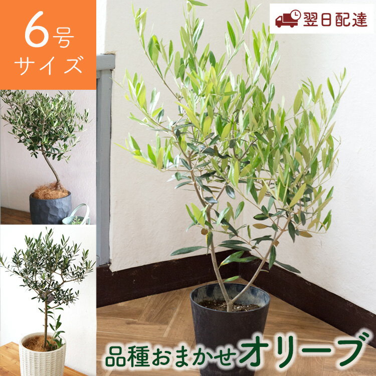 オリーブの木 観葉植物 品種おまかせ 6号鉢 Mサイズ カゴ・鉢 選べる おしゃれ 開店祝い インテリア 植物 オリーブ プレゼント ギフト 苗木 鉢植え 誕生日プレゼント 引越祝い 新築祝い 開業祝い 退職祝い 新生活 FKTK
