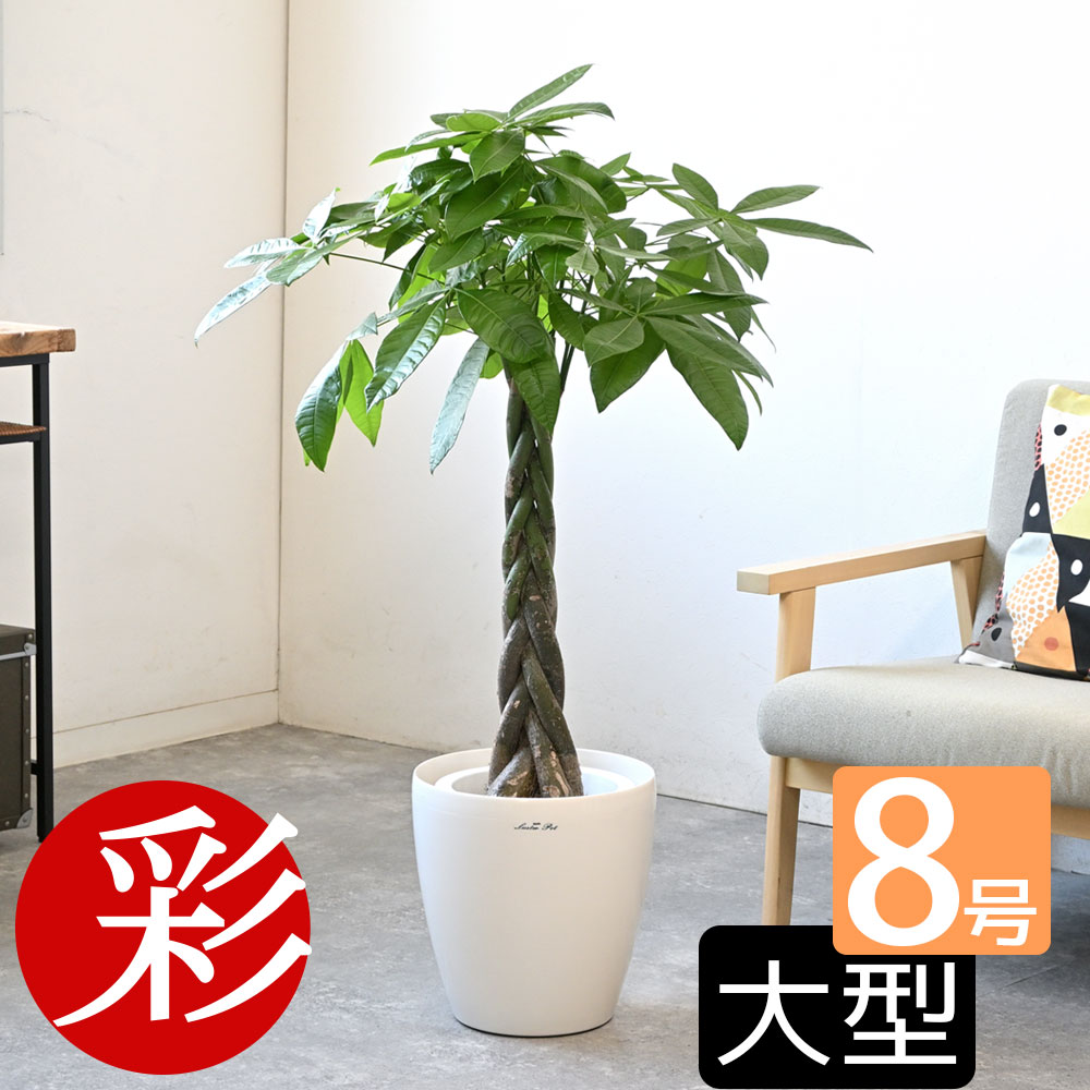 【20日までポイント2倍】観葉植物 本物 選べる 8号鉢 鉢カバー付き 大型 パキラ サンスベリア アレカヤシ ポトス パキラ 観葉植物 オーガスタ ゲッキツ ユッカ スタンド おしゃれ インテリア 開店祝い 移転祝い オフィス ギフト プレゼント 父の日