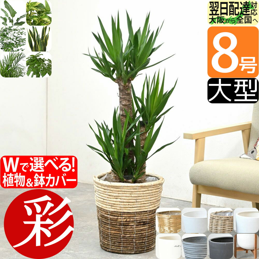 【20日までポイント2倍】観葉植物 縁起のいい木 8号鉢 選べる 鉢カバー付き 大型 本物 パキラ ユッカ ガジュマル 幸福の木 オーガスタ ポトス ゲッキツ サンスベリア アレカヤシ スタンド インテリア おしゃれ オフィス ギフト プレゼント 父の日