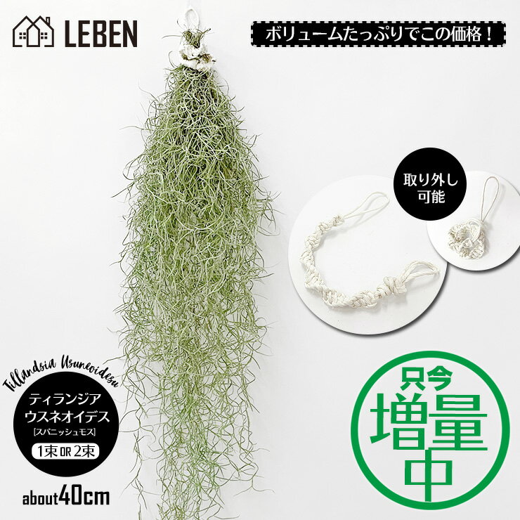 【10%OFFクーポン！5と0のつく日】★予約★【只今！増量中】ウスネオイデス [1束] [2束] 40cm前後 スパニッシュモス エアープランツ エアプランツ 観葉植物 ティランジア チランジア 壁掛け 吊り下げ インテリア ギフト 人気 育てやすい 送料無料[ap]