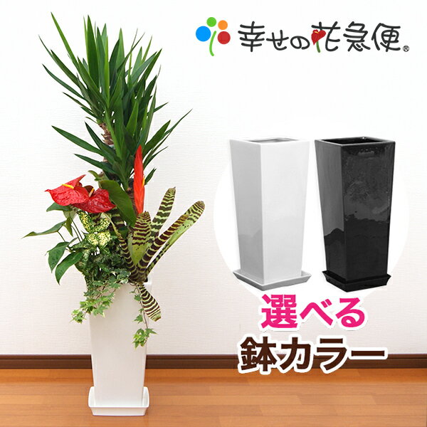 観葉植物 寄せ植え 8号鉢 高さ約120cm～130cm【人気 おすすめ 大型 法人 贈り物 開店祝い 開業祝い 新築祝い 引越し祝い インテリア シンプル モダン 高級 おしゃれな植木鉢 送料無料 オフィス 店舗 事務所 陶器鉢】