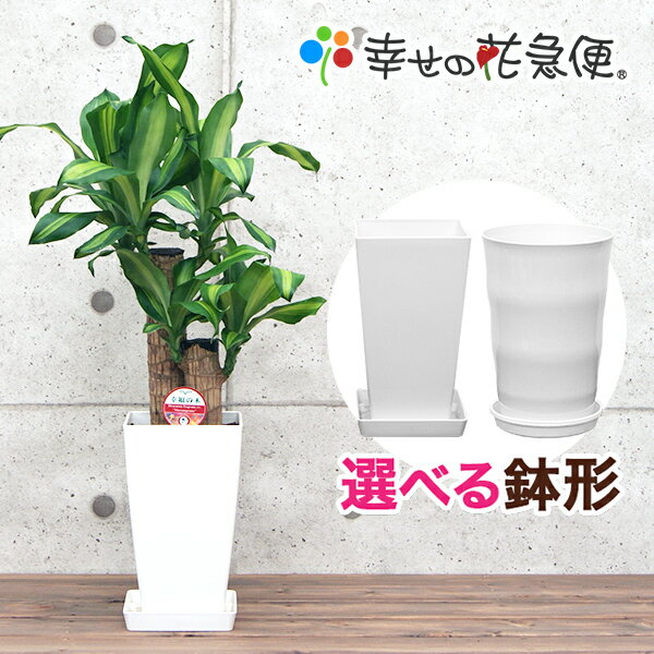観葉植物 幸福の木6号鉢 |高さ約60-75cmドラセナ・マッサンゲアナ【人気 おすすめ 小型 法人 贈り物 開店祝 開業祝 新築祝 引越祝 インテリア シンプル モダン 高級 おしゃれな植木鉢 送料無料 】