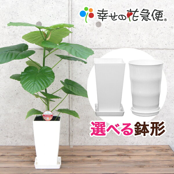 観葉植物 フィカス・ウンベラータ6号鉢|高さ約60～75cm【人気 おすすめ 卓上 法人 贈り物 開店祝い 開業祝い 新築祝い 引越し祝い インテリア シンプル モダン 高級 おしゃれな植木鉢 送料無料 オフィス 店舗 事務所 】