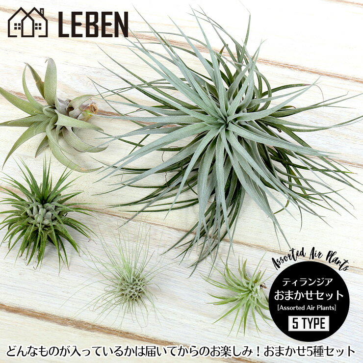 【10%OFFクーポン！楽天スーパーSALE】●エアプランツ セット おまかせ [5種セット] エアープランツ エアプランツ 観葉植物 ティランジア チランジア 壁掛け 吊り下げ インテリア 誕生日 ギフト 丈夫 人気 育てやすい[ap]