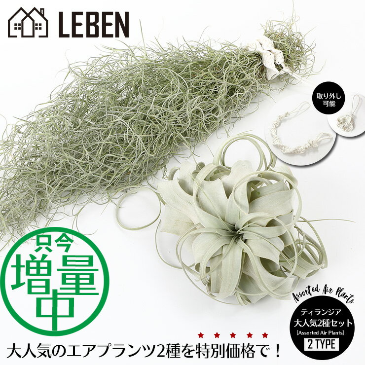 【10%OFFクーポン！5と0のつく日】★予約★エアプランツ ウスネオイデス+キセログラフィカ[XS/S/L] [大人気2種セット] エアープランツ 観葉植物 ティランジア チランジア 壁掛け 吊り下げ ギフト 人気 育てやすい ハンキング スパニッシュモス 希少[ap]