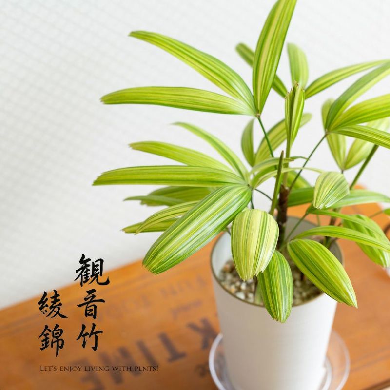 【観葉植物 縁起物】観音竹・綾錦（カンノンチク・アヤニシキ）新築祝い 引っ越し祝い 誕生日 室内 インテリア 和風 鉢植え おしゃれ ギフト プレゼント 縁起 風水 リビング 鉢 おしゃれ 人気 ミニ観葉植物 ミニ樹木 竹 バンブー ヤシ