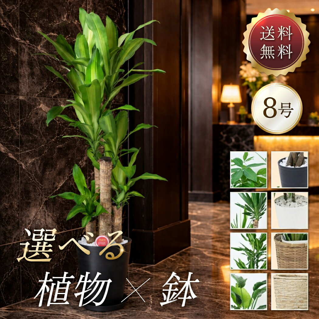 観葉植物 大型 鉢と品種が選べる8号鉢 ドラセナ・マッサンゲアナ (幸福の木)／パキラ／ユッカ(青年の木)／ドラセナ ジェレ／オーガスタ 贈り物 誕生日 結婚祝 新築祝 開店 開業 開設 開所 開院 周年 移転 美容院 店舗 事務所 新居 新築