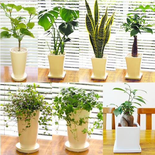 【送料無料・ギフト対応】 お好みの観葉が選べる3鉢セット スタイリッシュ陶器鉢植え モンステラ・パキラ・サンスベリア・ガジュマル・ウンベラータ・シュガーバイン・ワイヤープランツから選べる 鉢受け皿つき