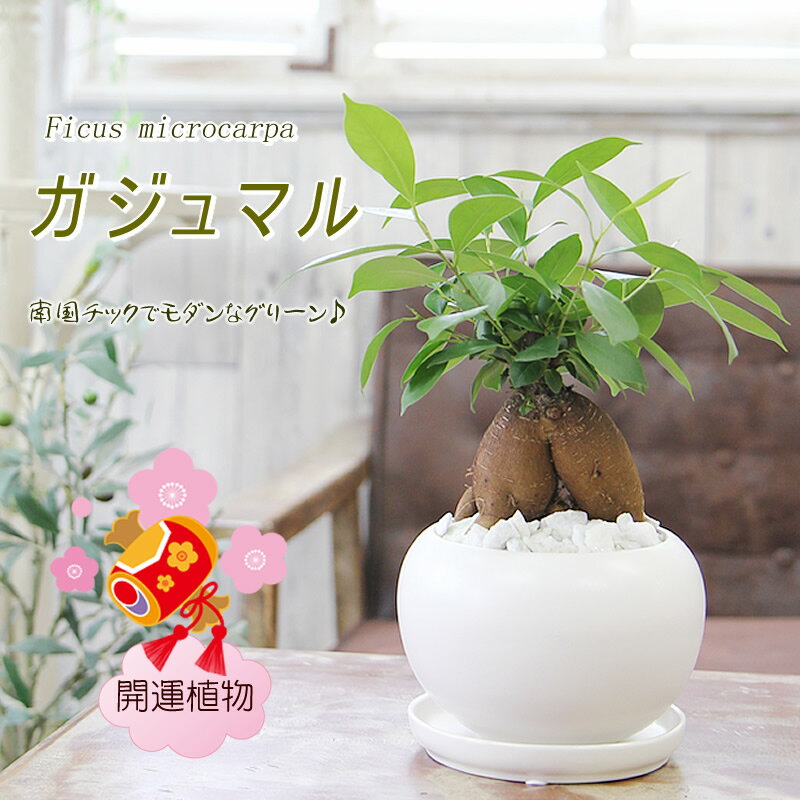 ガジュマル 観葉植物 幸福をもたらす精霊が住む 多幸の樹 送料無料 プレゼント ギフト 新築祝い 引越し祝い 開店祝い 開所祝い 開業祝い 移転祝い 誕生日 贈り物 お礼 お祝い 結婚記念日 退職祝い 退職祝い 結婚祝い 就職祝い