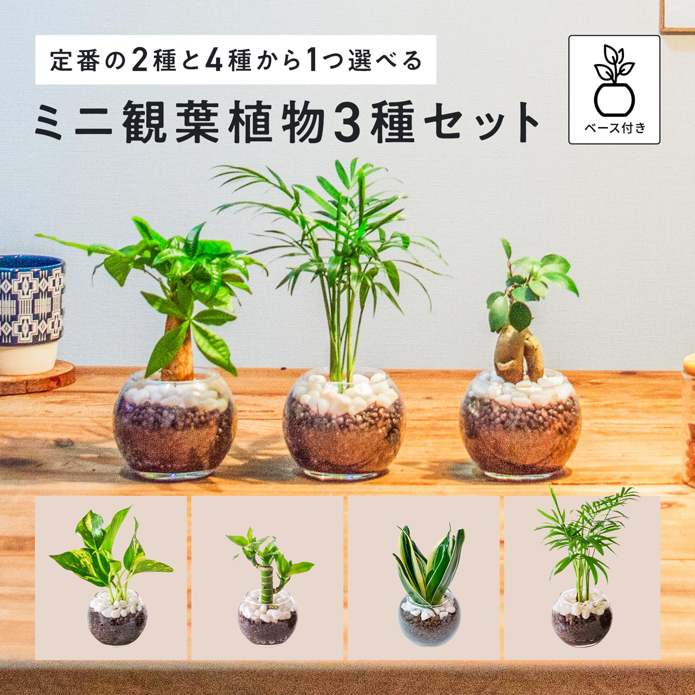 観葉植物 セット 3種 ハイドロカルチャー ガジュマル サンスベリア パキラ キングバンブー ミリオンバンブー テーブルヤシ ポトス ミニ観葉植物 小さい 本物 卓上 インテリア 3号 玄関 トイレ 虫がわかない 土を使わない 水耕栽培 誕生日 お祝い