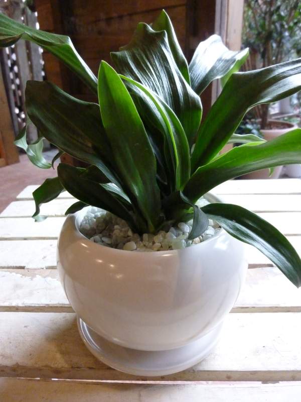 万年青（オモト）有田♪和風の和み♪テーブルサイズ（S-サイズ）インテリア陶器鉢植え 受け皿付き 弊社植え替え済み開業祝い、引越し祝い、新築祝い、父の日、誕生日、自宅の観葉植物などに♪引っ越しはオモトを最初に♪日本文化を【送料無料】おもと