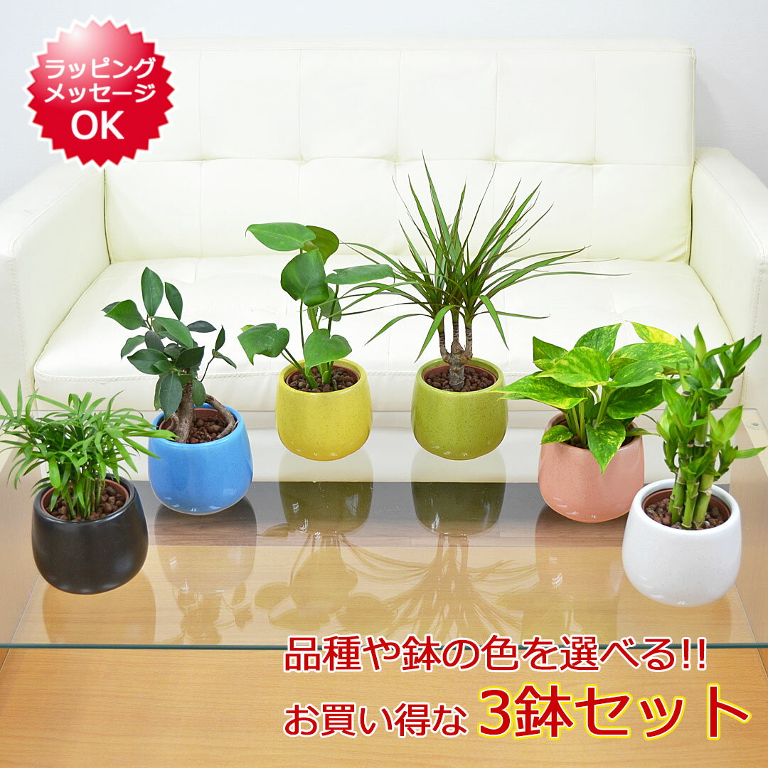 観葉植物 ミニ ハイドロカルチャー陶器鉢付き 3鉢セット 種類 モンステラ ガジュマル パキラ ドラセナ ウンベラータ サンスベリア ヤシ ポトス シェフレラ ミリオンバンブー 棚 小さい 人気 お祝い 母の日 おしゃれ 水耕栽培 室内 あす楽
