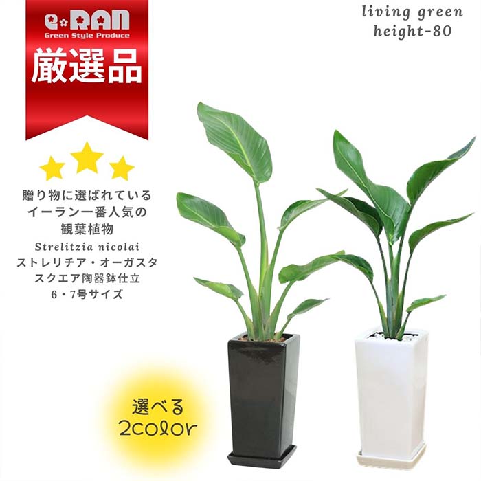 ＼父の日ギフト／【数量限定販売】 ストレリチア オーガスタ 高さ約80cm スクエア陶器鉢 選べるカラー 白 黒 管理説明書 受皿付き 肥料小袋プレゼント バショウ科 ストレリチア属 Strelitzia nicolai ニコライ 天国の鳥 パラダイス 瑠璃極楽鳥花 観葉植物 厳選