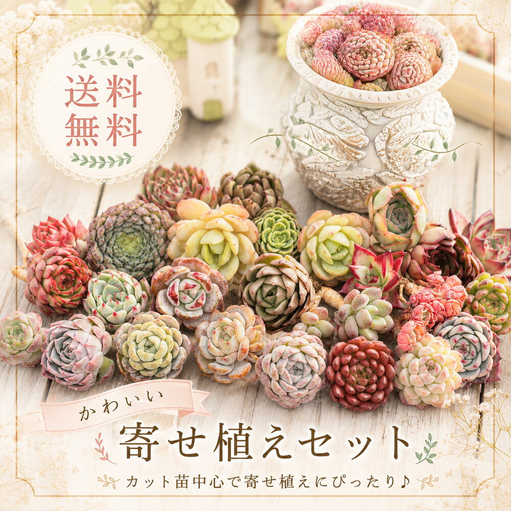 【600円クーポン配布！】父の日ギフト A~B品 箱詰めぎゅうぎゅう寄せ植えセット 25－30個入り 寄せ植えセット 多肉植物 エケベリア コンパクト