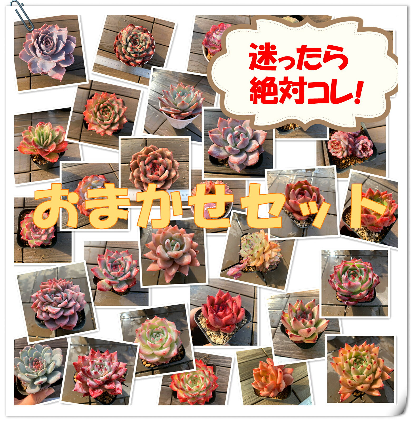 期間限定【1セット買うと、1セット付いてくる】農園直売 多肉植物 寄せ植え 季節のおまかせセット 10株 +ミニスコップ　ボリュームアプ　送料無料 観葉植物 インテリア　多肉専門VERVE