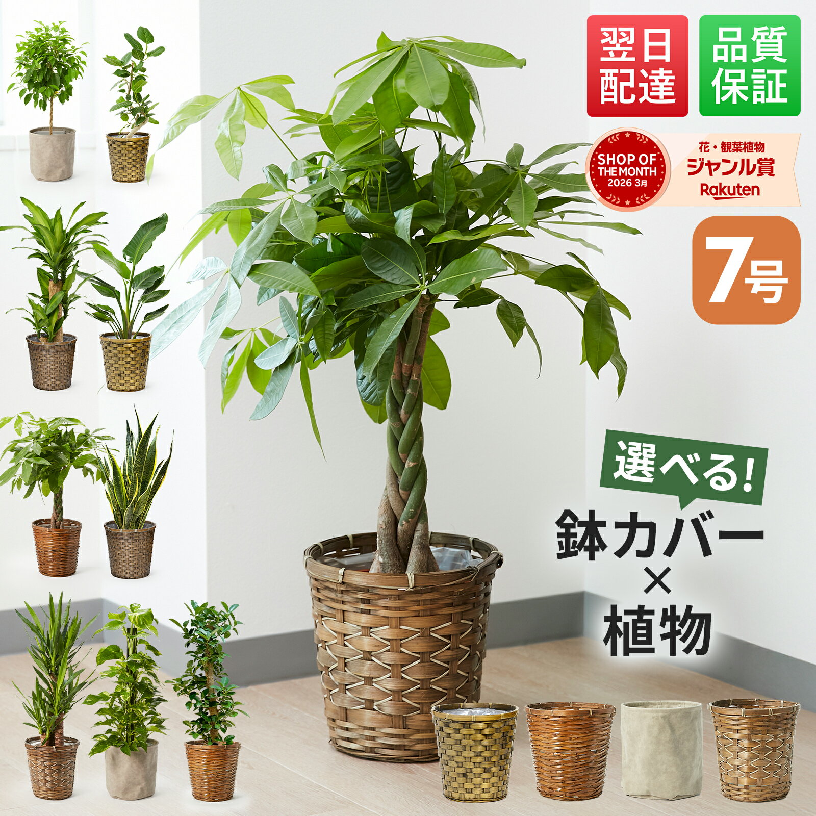 【翌日配送】 観葉植物 7号 本物 パキラ ガジュマル サンスベリア ドラセナ インテリア 室内 おしゃれ 開店祝い 新築祝い 開業祝い 引越し祝い 新築祝い お祝い ギフト