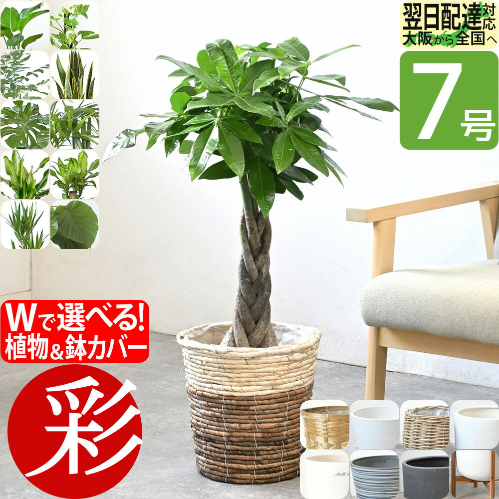 【11日01:59までポイント3倍】観葉植物 7号鉢 選べる 鉢カバー付き パキラ 本物 大型 サンスベリア モンステラ ベンガレンシス ガジュマル 幸福の木 ユッカ ウンベラータ ゲッキツ ドラセナ ジェレ スタンド インテリア 開店祝い 移転祝い おしゃれ お祝い 父の日