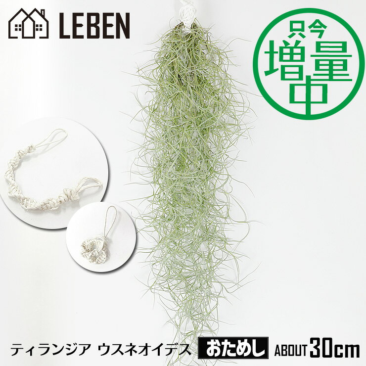 【10%OFFクーポン！楽天スーパーSALE】★●★【只今！増量中】おためし ウスネオイデス [1束]約30cm スパニッシュモス エアープランツ エアプランツ 観葉植物 ティランジア チランジア 壁掛け 吊り下げ インテリア 誕生日 ギフト 丈夫 人気 育てやすい[ap]