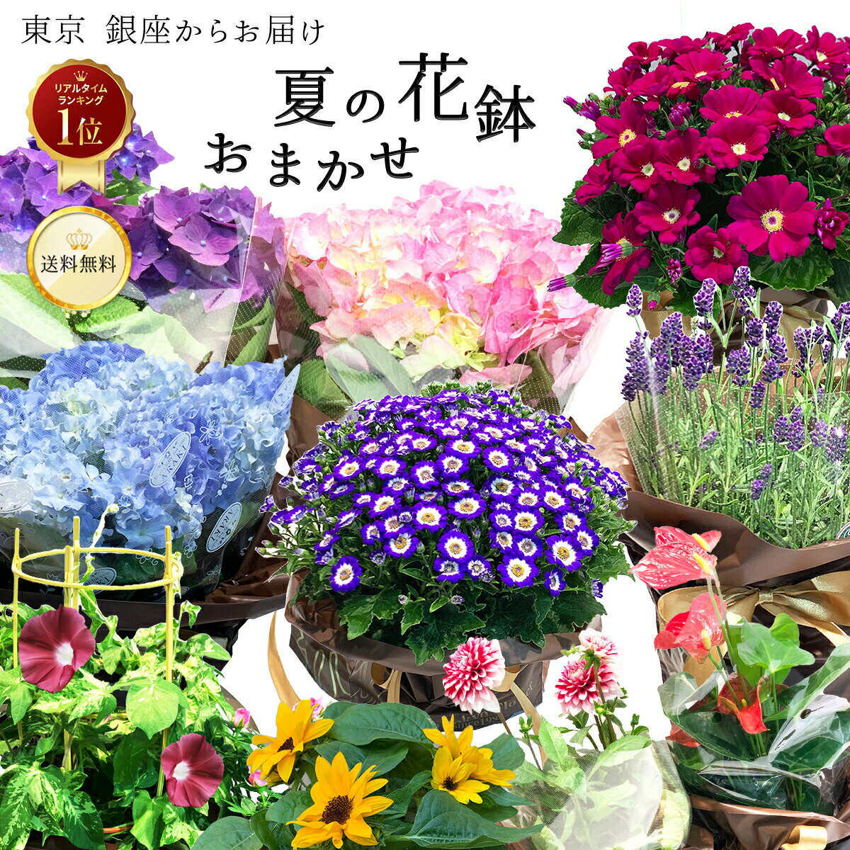 【スーパーSALE期間中！ポイント5倍】 夏 おまかせ花鉢 季節の花鉢 鉢植え 5号 説明書付き 6月 7月 8月 花 2026 送料無料 ギフト プレゼント 誕生日 長寿 お祝い 自宅用 結婚 新築 花壇 園芸 観葉植物 ガーデニング 庭 お供え 寄せ植え 寄せ鉢 寄せ苗 父の日