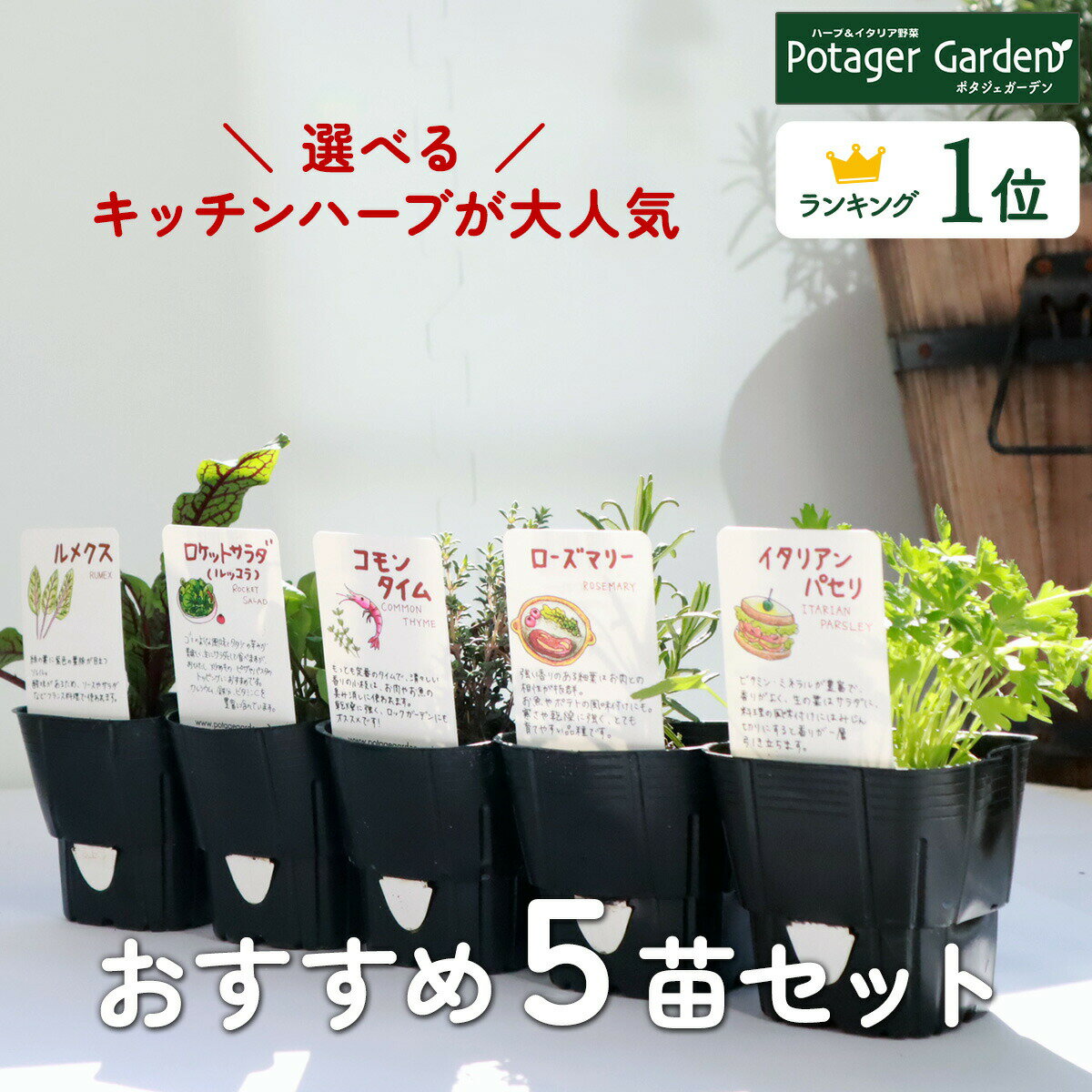 【本日P2倍】 【TV紹介】選べる 苗 セット ハーブ苗 5個（花苗 季節の苗 苗木 苗物 ガーデニング ハーブティー 料理 おまかせ 初心者 お試し 寄せ植え 家庭菜園 栽培 送料無料 ハーブガーデン 観葉植物 カモミール ローズマリー ミント 買いまわり 買い回り ポイント消化