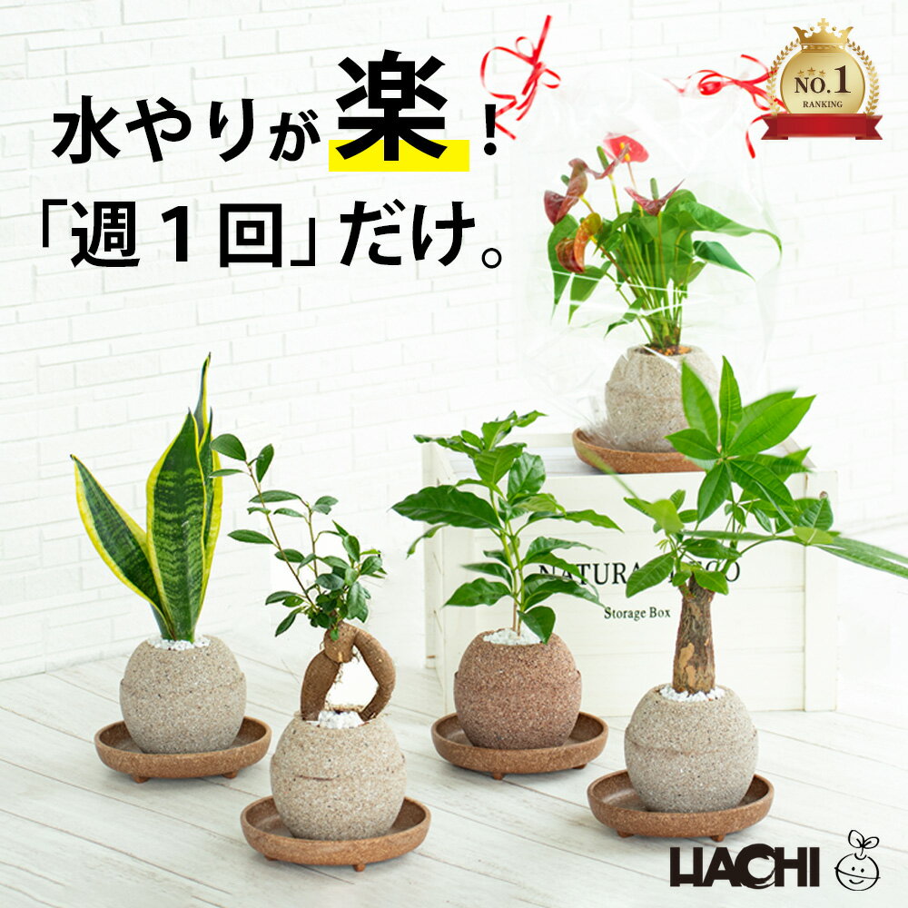 【初心者向け】観葉植物 パキラ ガジュマル コーヒーの木 サンスベリア モンステラ アンスリウム 本物 誕生日プレゼント 男性 新築祝い 父の日 花 大型 小さい 鉢植え アクアプラントポット 3号鉢 受け皿付き 育てやすい 開店祝い プレゼント ギフト インテリア