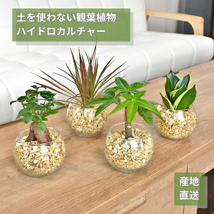 観葉植物 ハイドロカルチャー ガジュマル パキラ サンスベリア アンスリウム ほか植物が選べる シンプルボールのゼオライト植え Mサイズ ミニ観葉 本物 ガラス 容器